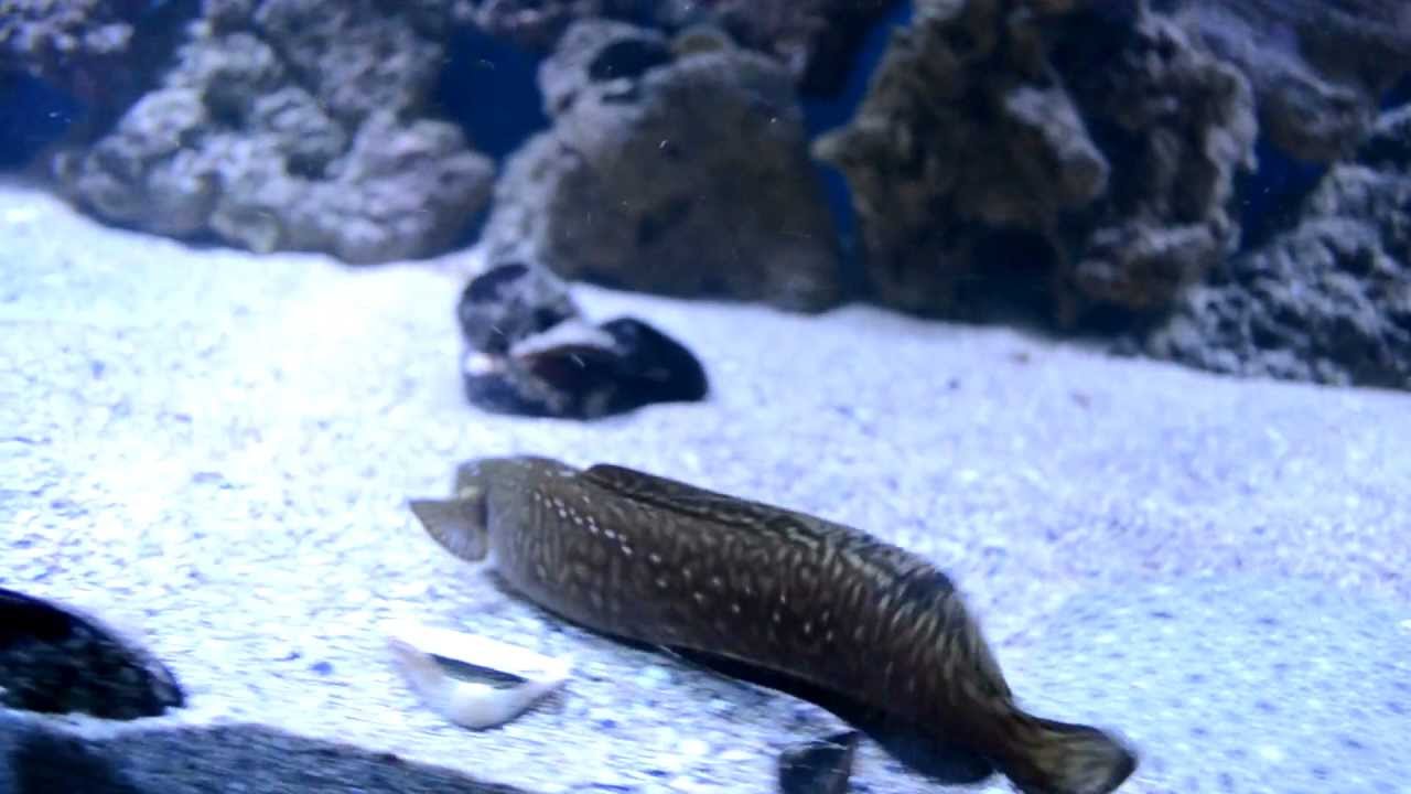 Содержание налима в аквариуме