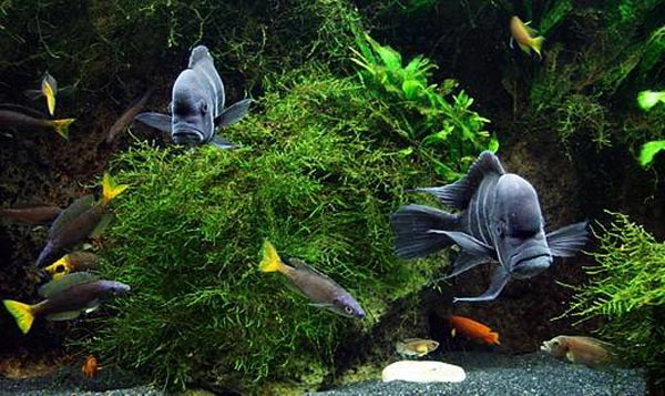 Совместимость разных видов цихлид в аквариуме
