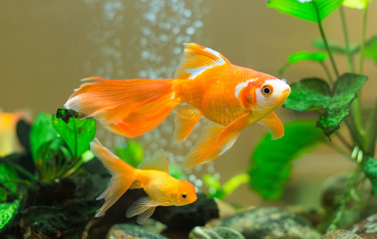 Золотая рыбка всплывает к поверхности воды - что делать