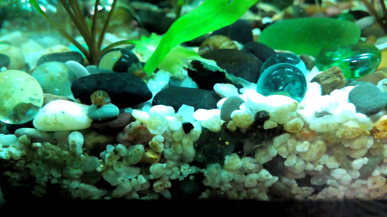 маленькие черные жучки в аквариуме