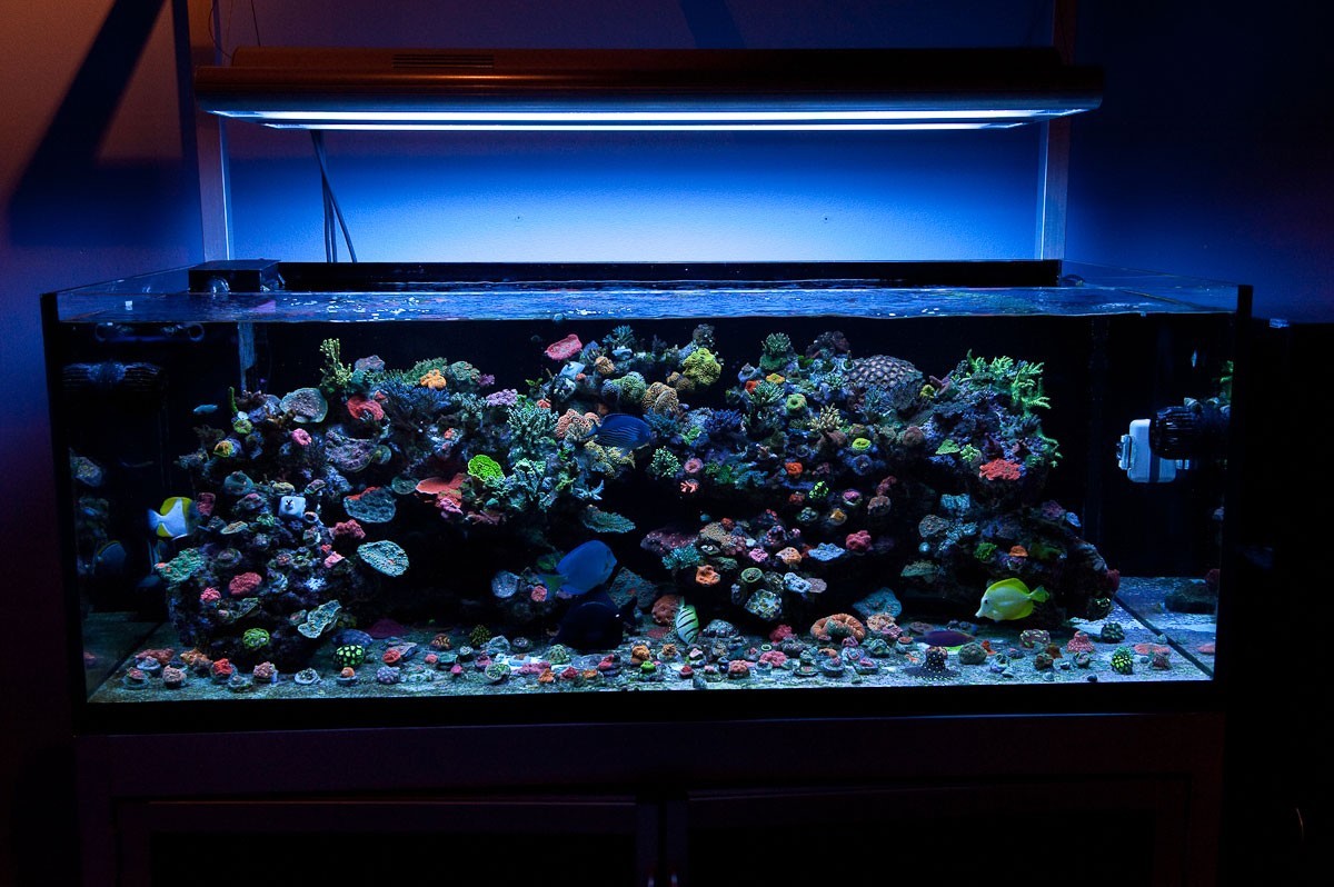 Роль освещения в аквариуме
