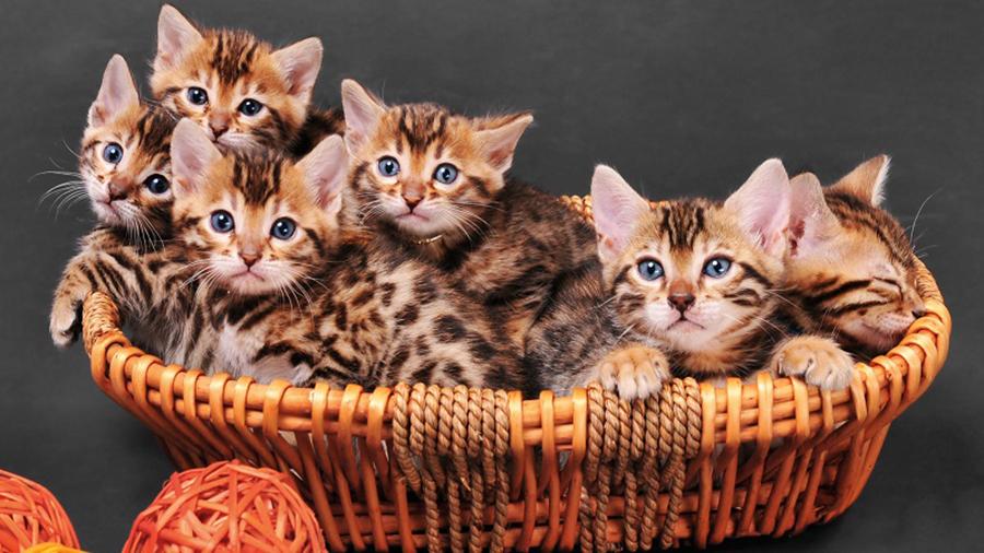 Стандартные окрасы бенгальских кошек