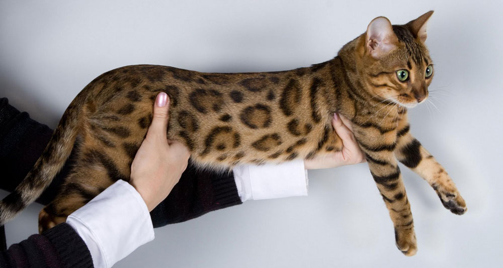 Размеры и вес бенгальских кошек – примерный размер бенгалов